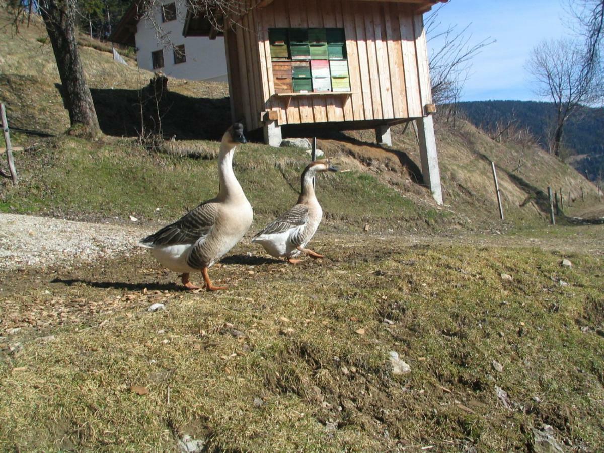 Villa Turisticna Kmetija Perk Solčava Esterno foto